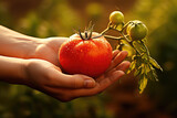 Tomato harvest in the hands of a farmer