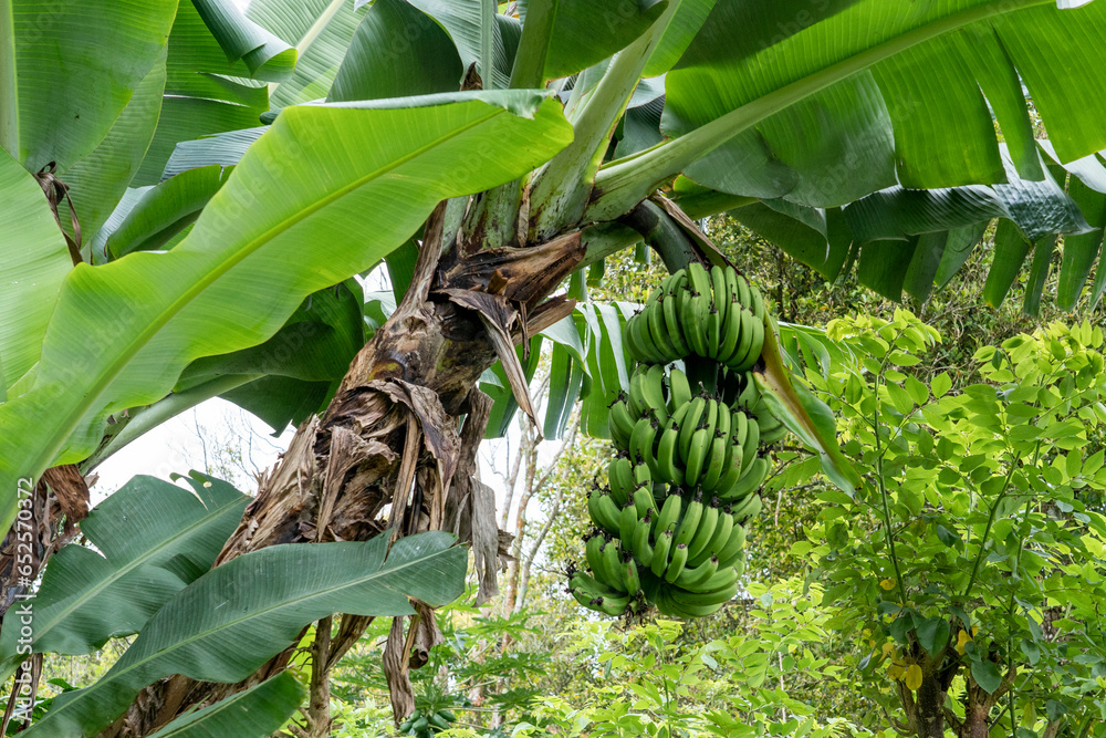 A large bunch of green bananas grows in the tropical forest. Banana