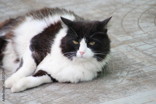 animal gato miau  felis catus © oscaryoshinori