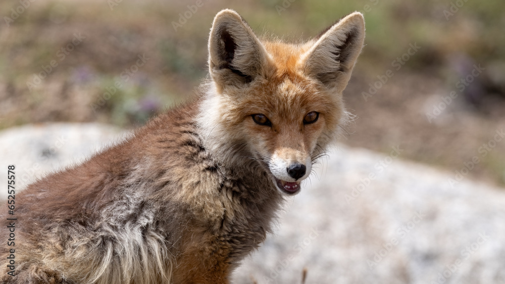 Fototapeta premium red fox portrait