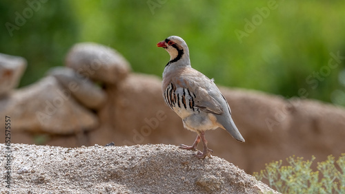 Partridge from Ladakh Himalayas with Green BG