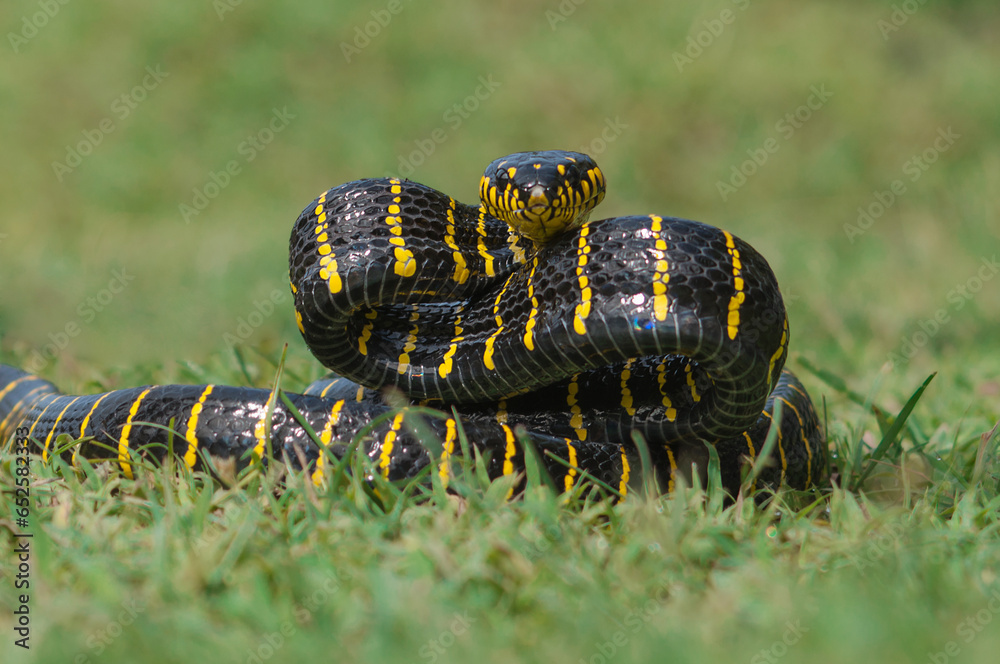 Obraz premium gold ringed snake on grass