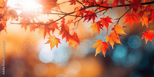 Wallpaper autumn, leaves, autumn, leaves, fall meple 
 photo