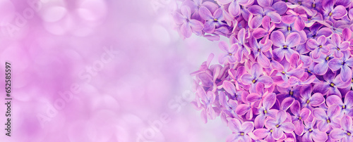 Floral  spring background. Lilac flowers background. Nature.