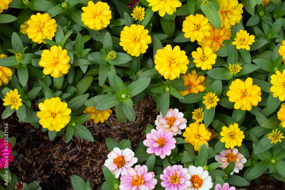 Obraz premium Zinnia flower in the garden