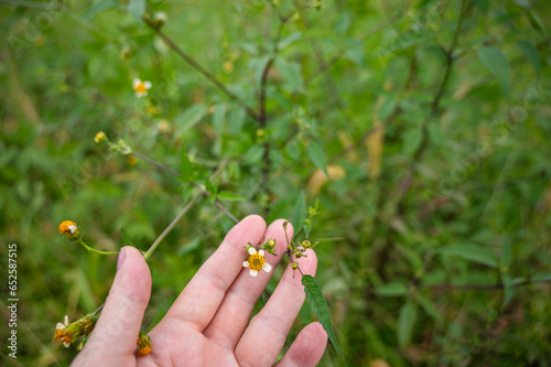 白いセンダングサの花