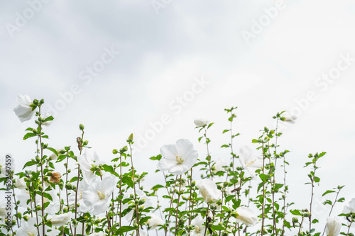 白い芙蓉の花 © kikisora