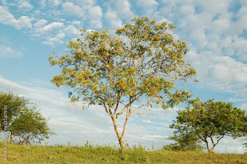 Beautiful tree in lush green grass under rural blue sky, grass texture. Beautiful morning light on green grass farm. Beautiful tree in lush green grass under rural blue sky, grass texture. Beautiful morning light on green grass farm.
