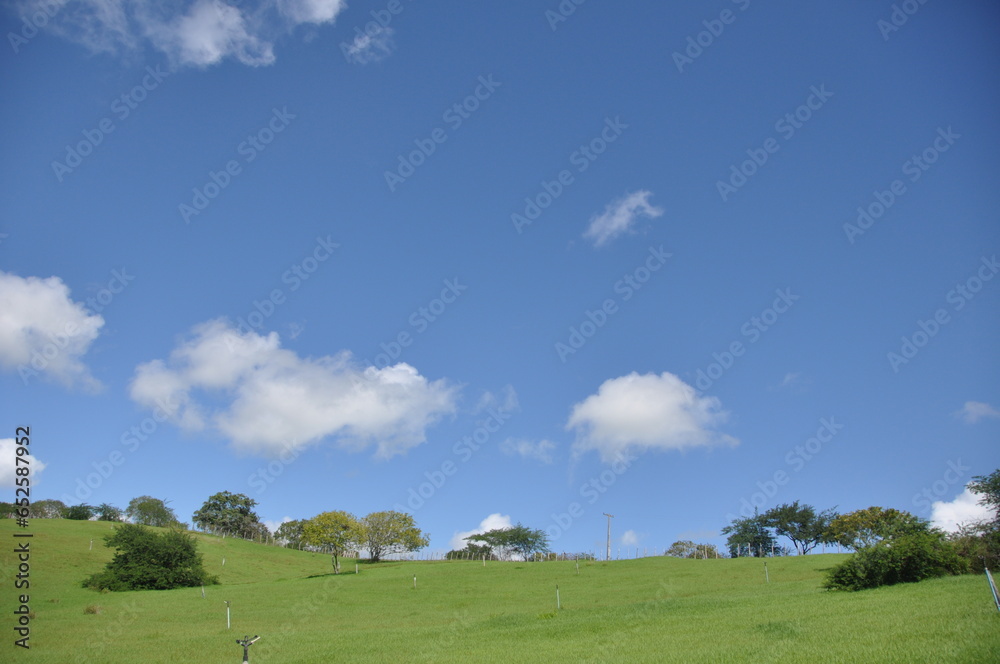 Lush green grass meadow under rural blue sky, grass texture. Beautiful morning light on green grass farm.