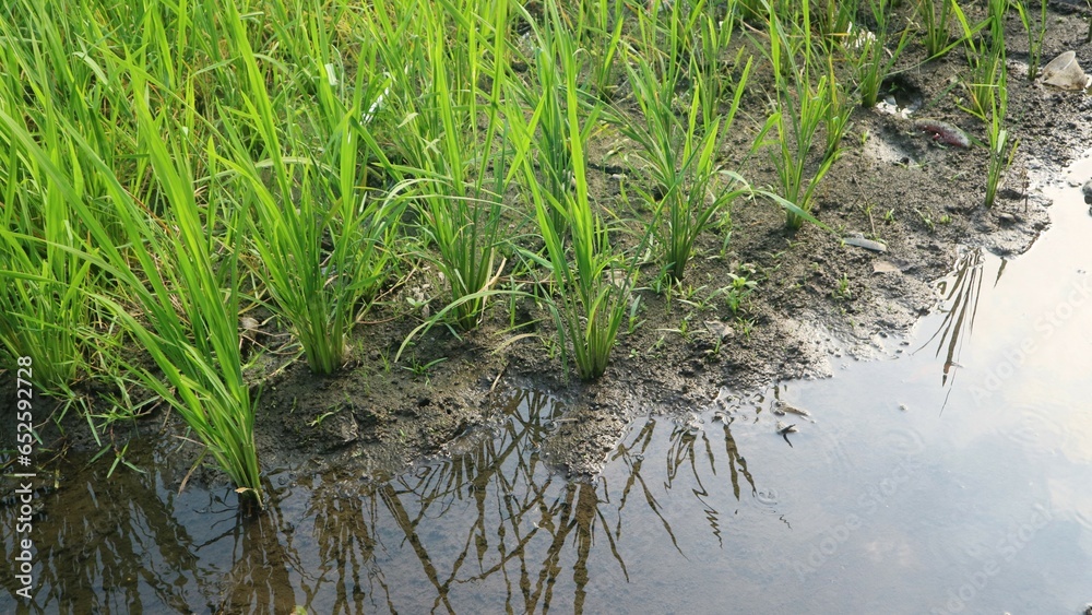 A close up of the edge of vibrant green rice field A close up of the edge of vibrant green rice field