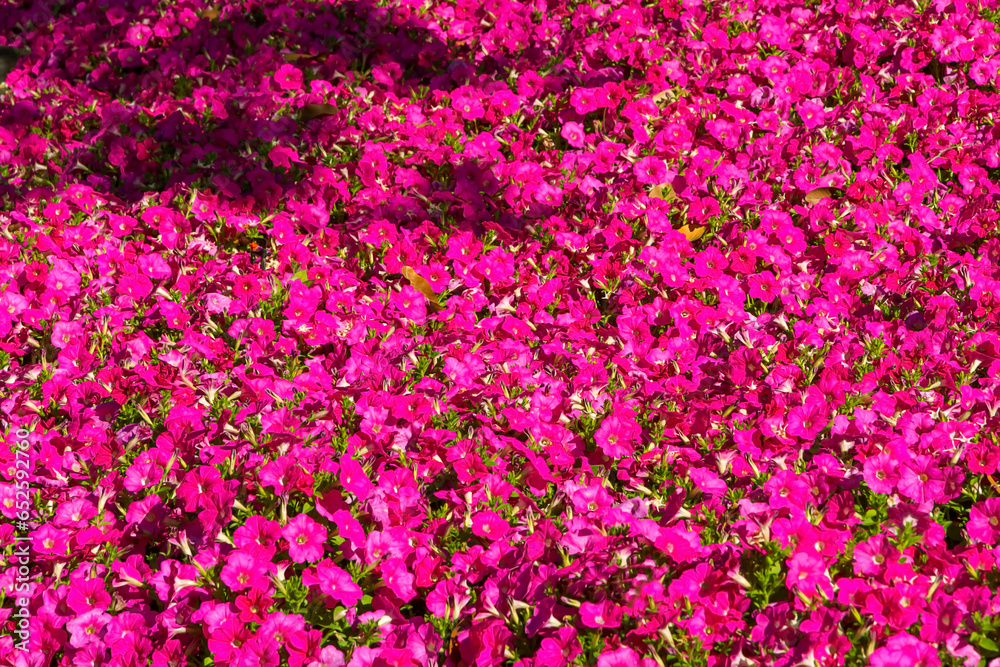 Fototapeta premium Petunia power blooming