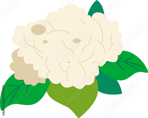 cauliflower