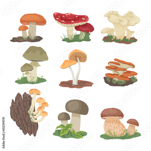 Various mushrooms from forest vector illustrations set. Poisonous and edible plants, chanterelle, fungus growing on ground or trees. Autumn nature, food, wildlife concept