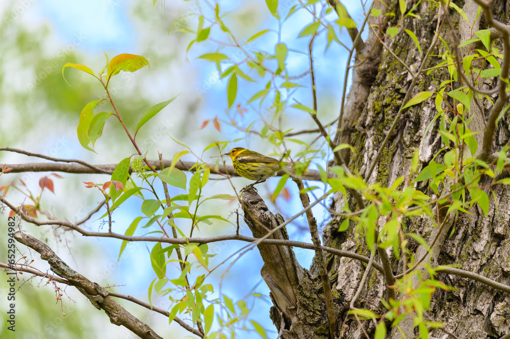 A Cape May Warbler perches on a limb in Magee Marsh Wildlife Area, near Oak Harbor, Ohio. A Cape May Warbler perches on a limb in Magee Marsh Wildlife Area, near Oak Harbor, Ohio.