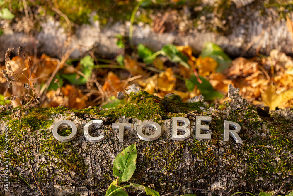 Obraz premium word OCTOBER laid with silver metal letters on fallen tree on autumn forest floor.