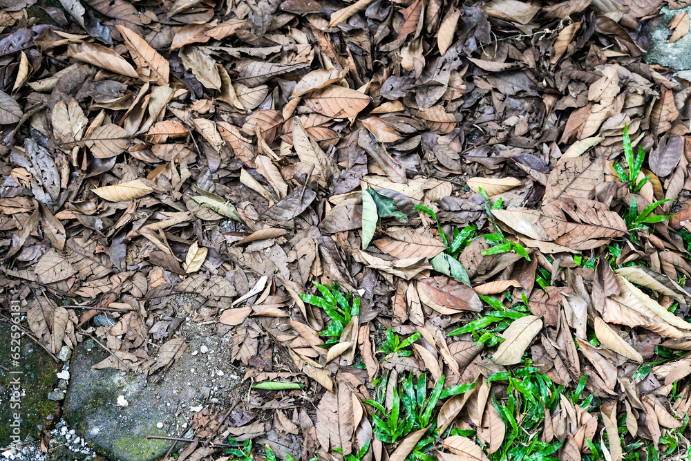 pile of dry leaves in the house garden, background of dry leaves, dry leaves on the ground, close up of a lot of dried leaves pile of dry leaves in the house garden, background of dry leaves, dry leaves on the ground, close up of a lot of dried leaves