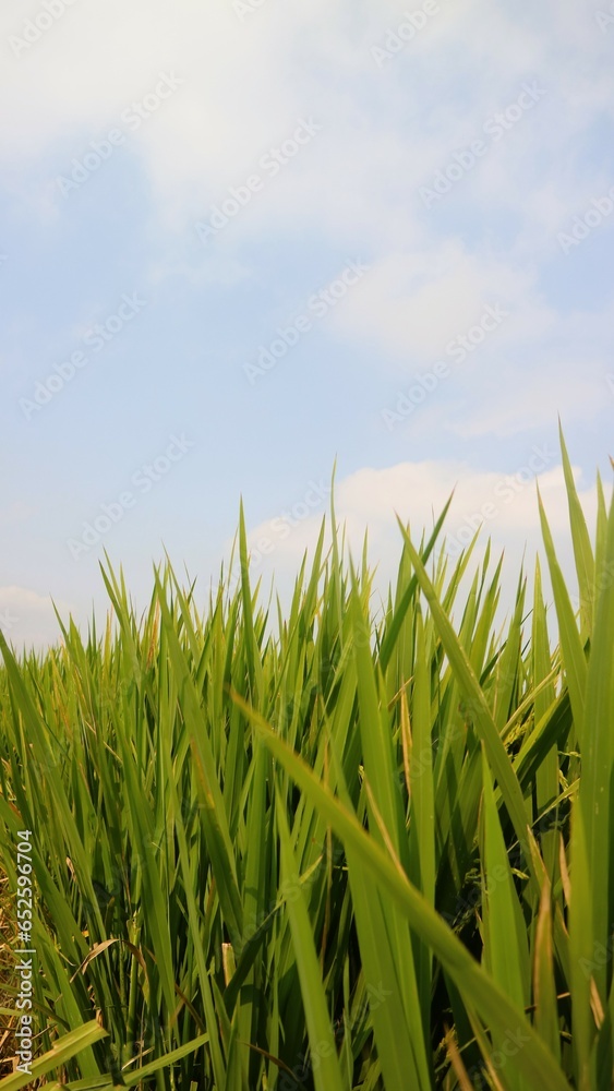 Growing green rice field with clear sky background, copy space