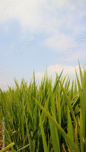 Growing green rice field with clear sky background  copy space