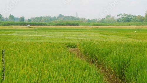 Growing green rice field against clear sky