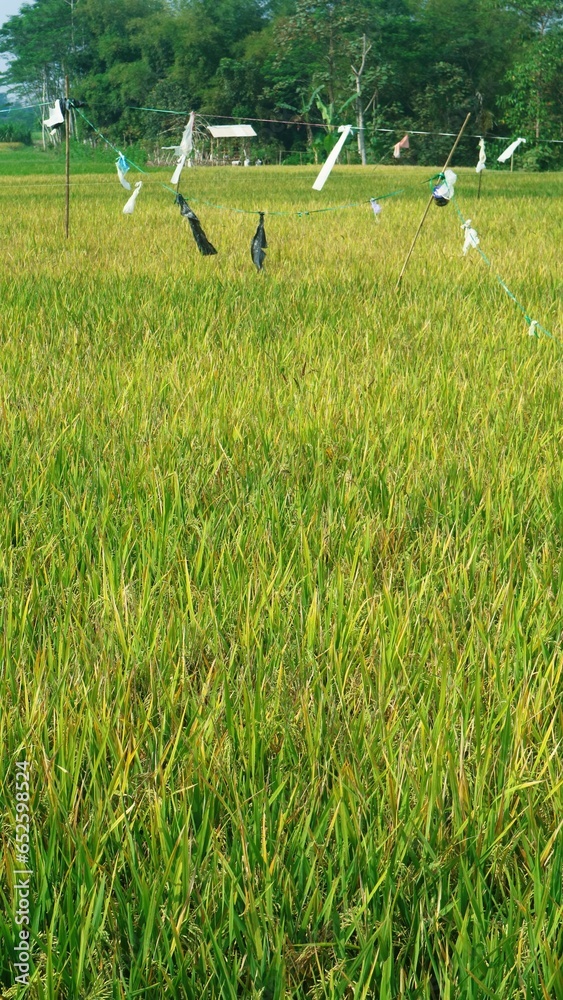 Rice fields with plastic ropes to repel bird pests. Utilization of rags ...