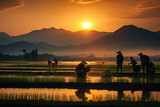 asian rice farmers, sunset landscape