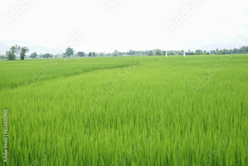 Beautiful Romanian countryside scenery on a sunny afternoon. Wonderful spring landscape in mountains, meadows and hills, rural landscape, rice field landscape, landscape, rice field at sunset