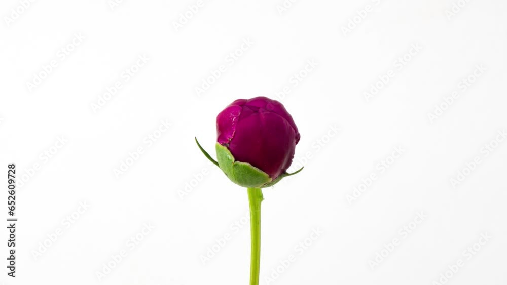 Timelapse of pink peony flower blooming on white background, stirring of stamens. Blooming peony flower close-up. Wedding backdrop, Valentine's Day concept. Mother's day, Holiday, Love, birthday Timelapse of pink peony flower blooming on white background, stirring of stamens. Blooming peony flower close-up. Wedding backdrop, Valentine's Day concept. Mother's day, Holiday, Love, birthday
