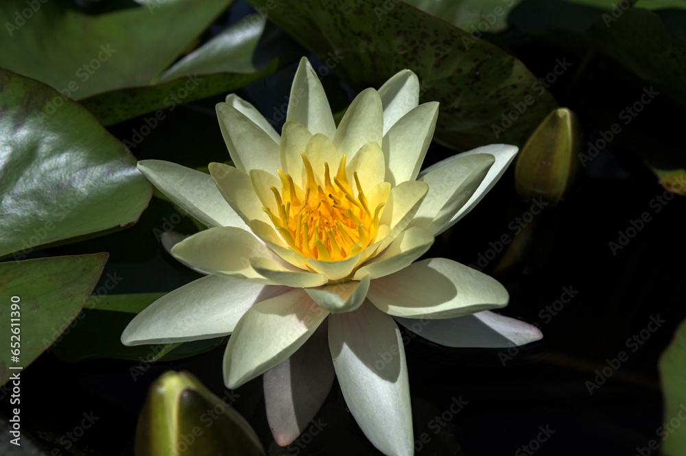 White water lily Nymphaea alba floating in a pond