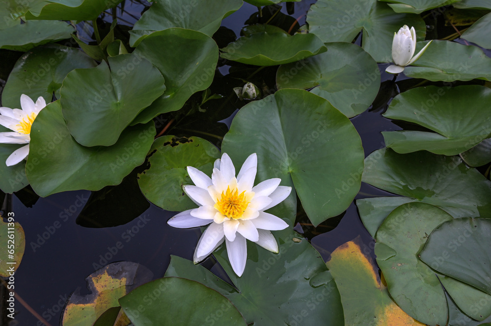 White water lily Nymphaea alba floating in a pond White water lily Nymphaea alba floating in a pond