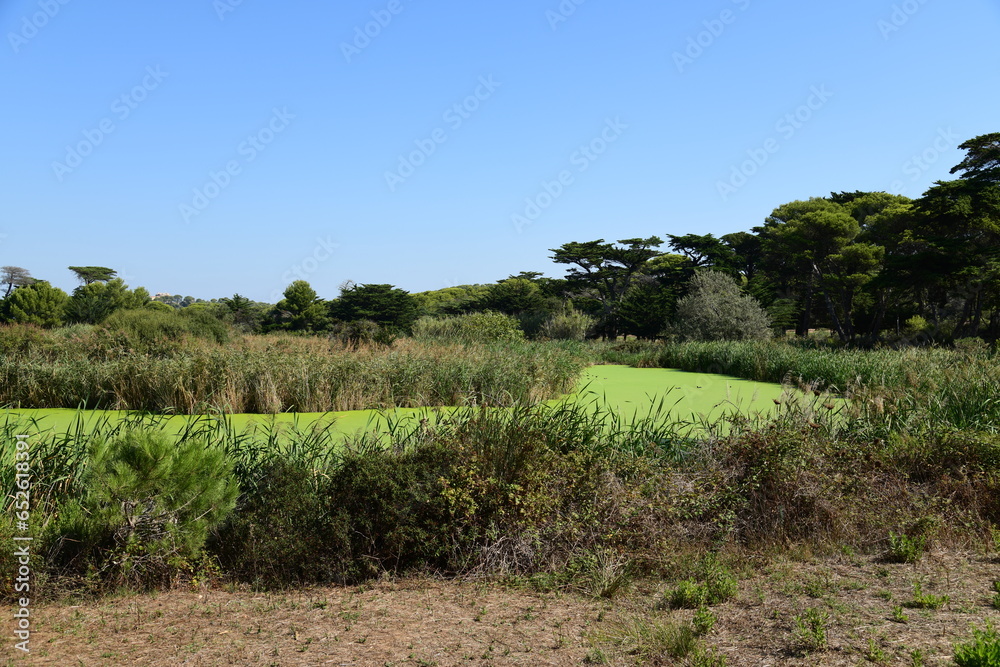 Obraz premium Lagunes abritant des canards 