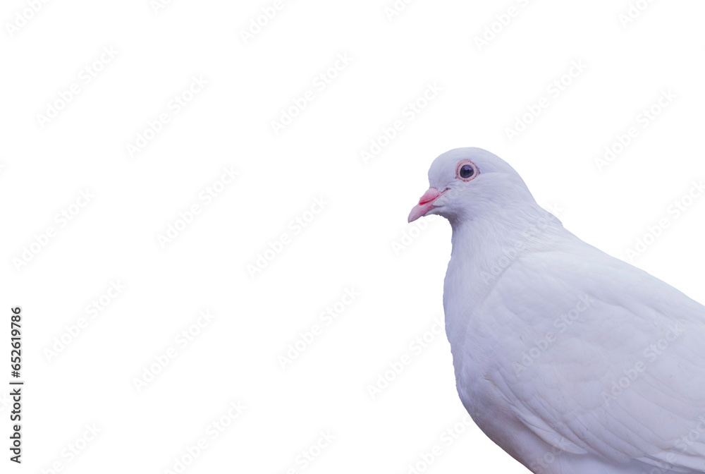 Side view closeup of white pigeon bird alone standing. Copy space for your text on freedom day concept Side view closeup of white pigeon bird alone standing. Copy space for your text on freedom day concept
