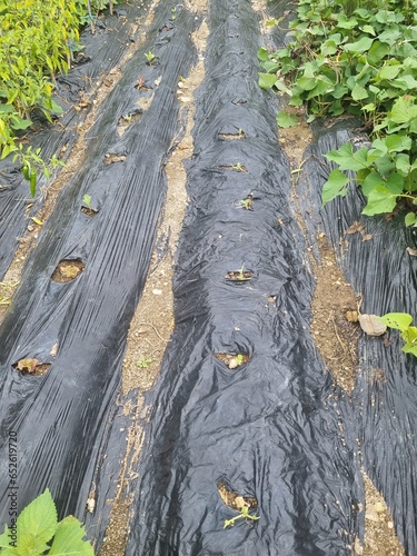 자연에서 텃밭 가꾸기 준비 비닐을 깔아두고 있어요.'m putting plastic bags to prepare for gardening in nature.. photo