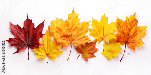 autumn maple leaves on white background,Leaf background vector image,Autumn leaves on white background. with shadows, 