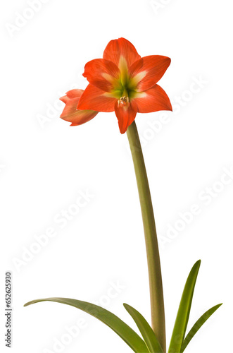 Amaryllis (Hippeastrum)     