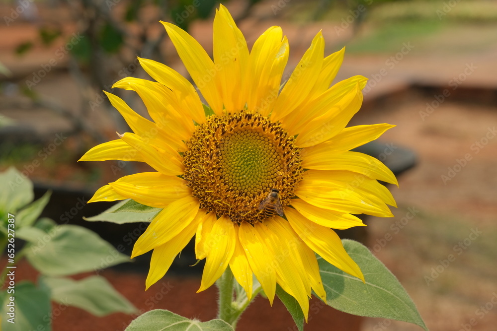 Fototapeta premium Helianthus annuus or sunflower in the garden and some bees on the flower pistil