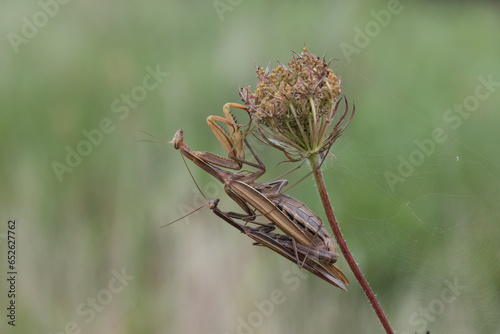 Europäische Gottesanbeterin (Mantis religiosa) photo