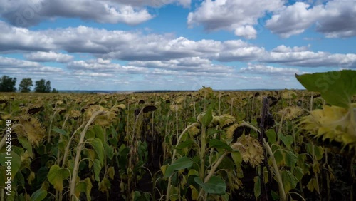 Large sunflower field. Big field of ripe sunflowers on sunny summer day. Scale field of mature yellow sunflower flowers. Industrial cultivation of sunflowe. Agricultural field. time lapse, 4k. photo