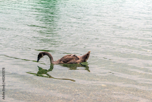Mute Swan: Graceful Mute Swans Gliding Serenely on Vienna's Lake.