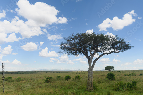 African savanna landscape with leopard in the tree