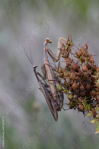 Europäische Gottesanbeterin (Mantis religiosa) photo