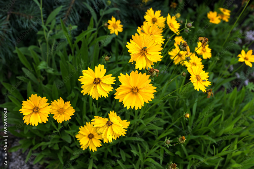 Yellow flowers of lance-leaved coreopsis (Coreopsis lanceolata) in garden. Yellow flowers of lance-leaved coreopsis (Coreopsis lanceolata) in garden.