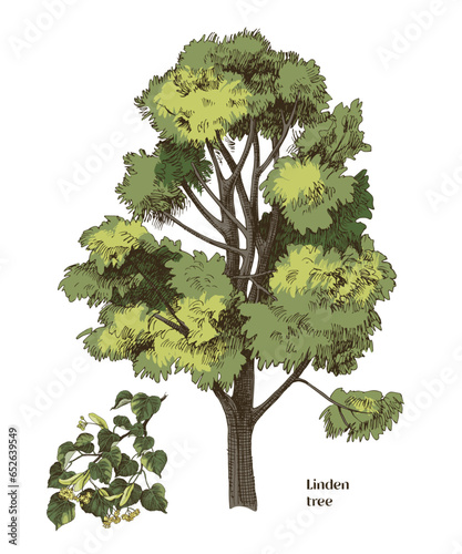 Linden tree and branch vector