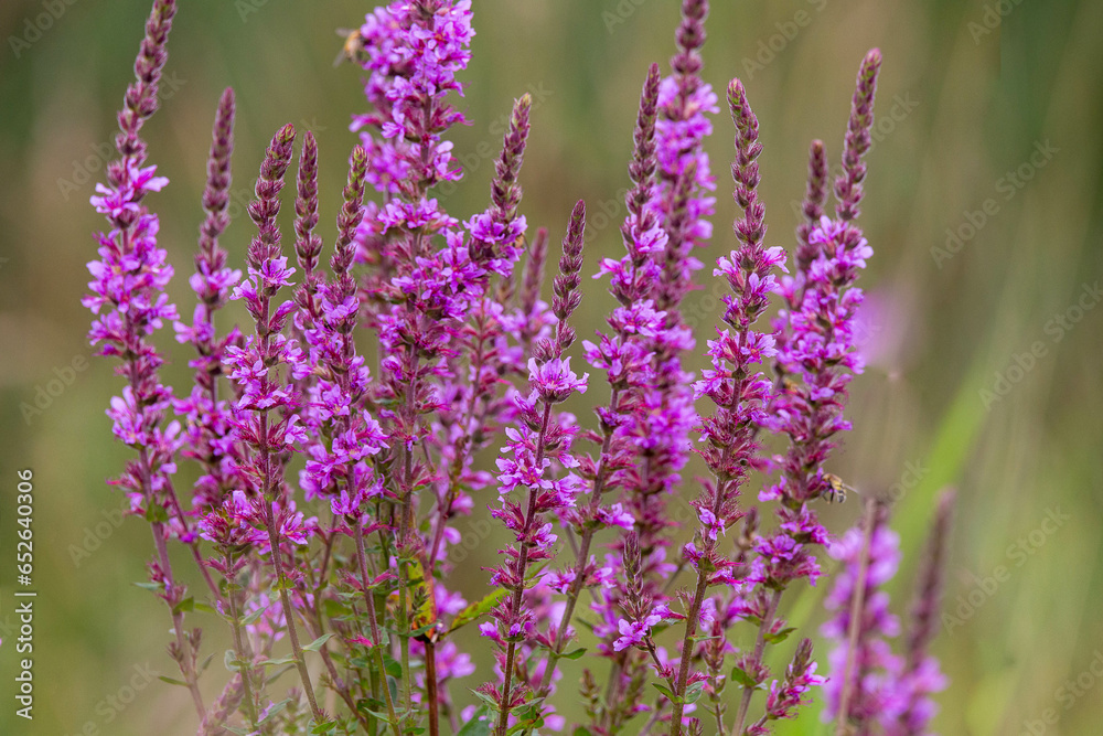 Naklejka premium Blutweiderich - Staude des Jahres 2024