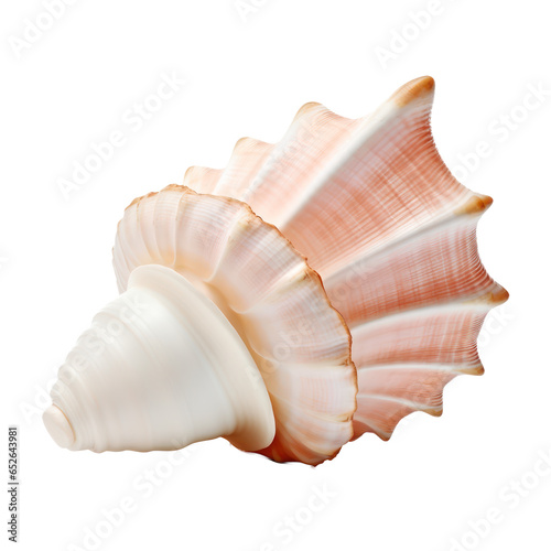 Pink sea shell,conch isolated on transparent background,Transparency  © SaraY Studio 