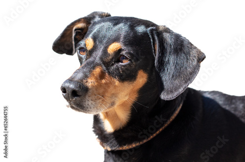 Portrait of a black dog isolated on white background