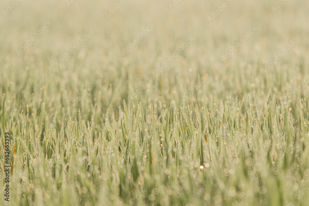 Rice field green grass and sunset landscape with bokeh foreground and background