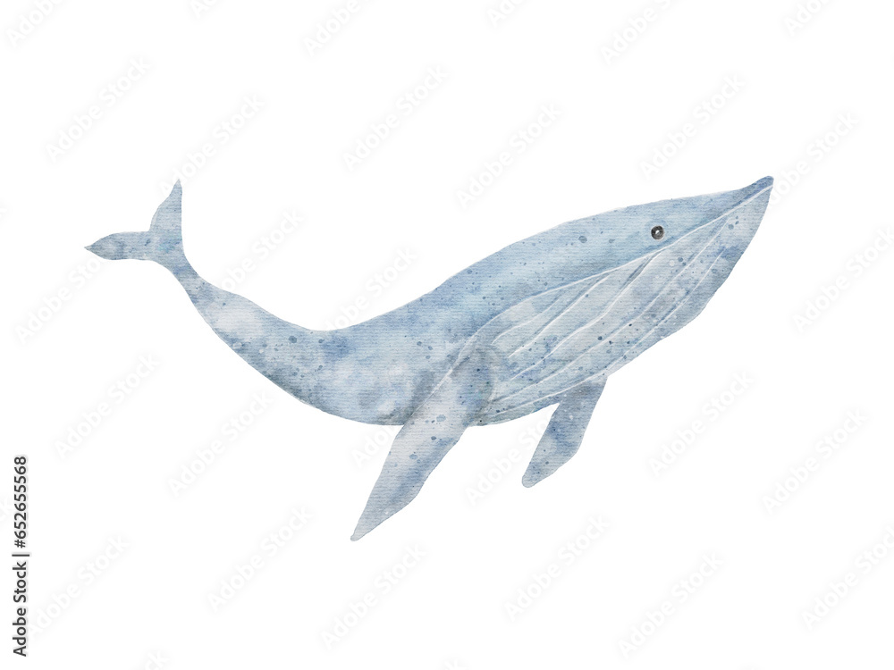 Fototapeta premium Blue whale hand drawing in watercolor isolated on transparency background