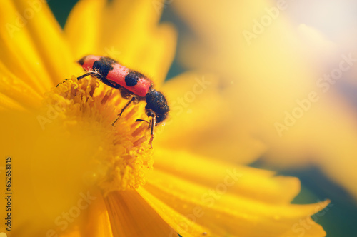 black and red beetle sitting on a yellow flower