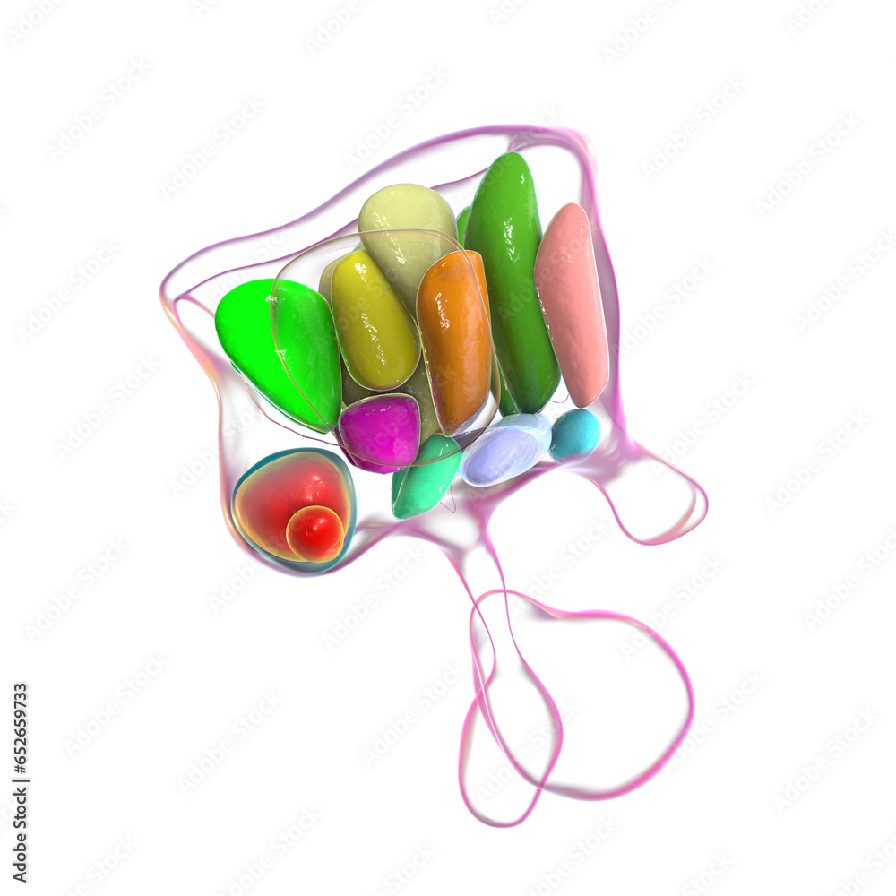 Hypothalamic nuclei, 3D illustration Stock Illustration | Adobe Stock