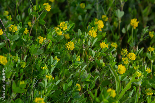 Trifolium campestre or hop trefoil flower, close up. Yellow or golden clover with green leaves. Wild or field clover is herbaceous, annual and flowering plant in the bean or legume family Fabaceae photo